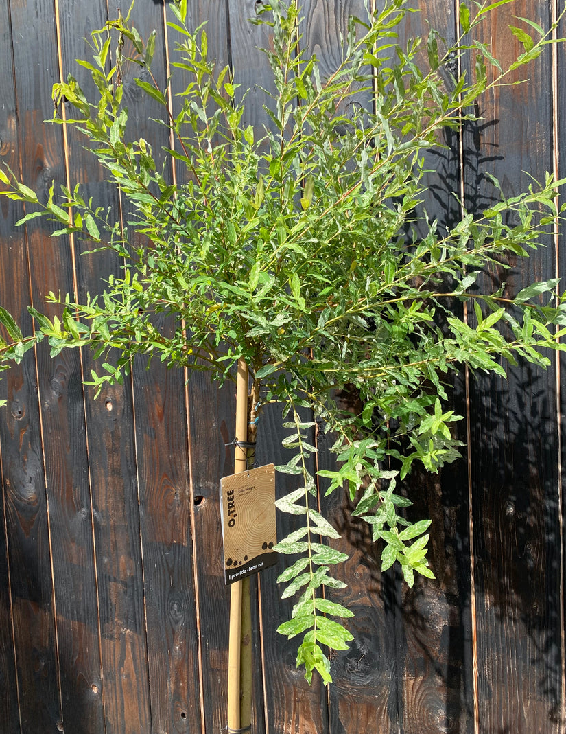 Wilg op stam - Salix integra 'Hakuro-nishiki'