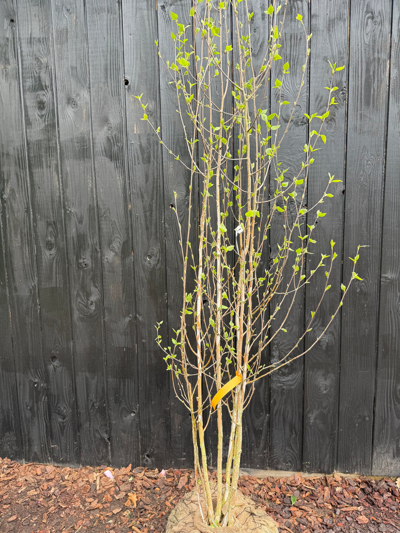 Berk - Betula Utilis 'Doorenbos'
