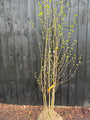 Berk - Betula Utilis 'Doorenbos'