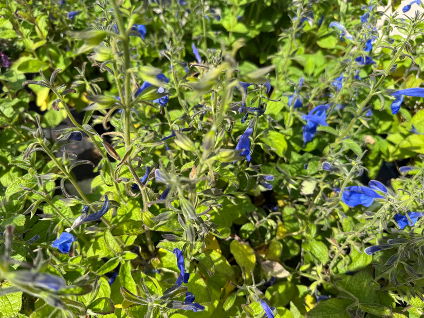 Veldsalie - Salvia Pratensis