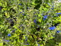 Veldsalie - Salvia Pratensis