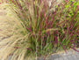 Japans bloedgras - Imperata cylindrica 'Red Baron'