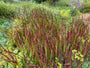 Biologisch Japans bloedgras - Imperata cylindrica 'Red Baron'