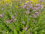 Wilde marjolein (Oregano) - Origanum vulgare - Inheems