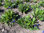 Longkruid (Blauw)- Pulmonaria angustifolia 'Blue Ensign' BIO