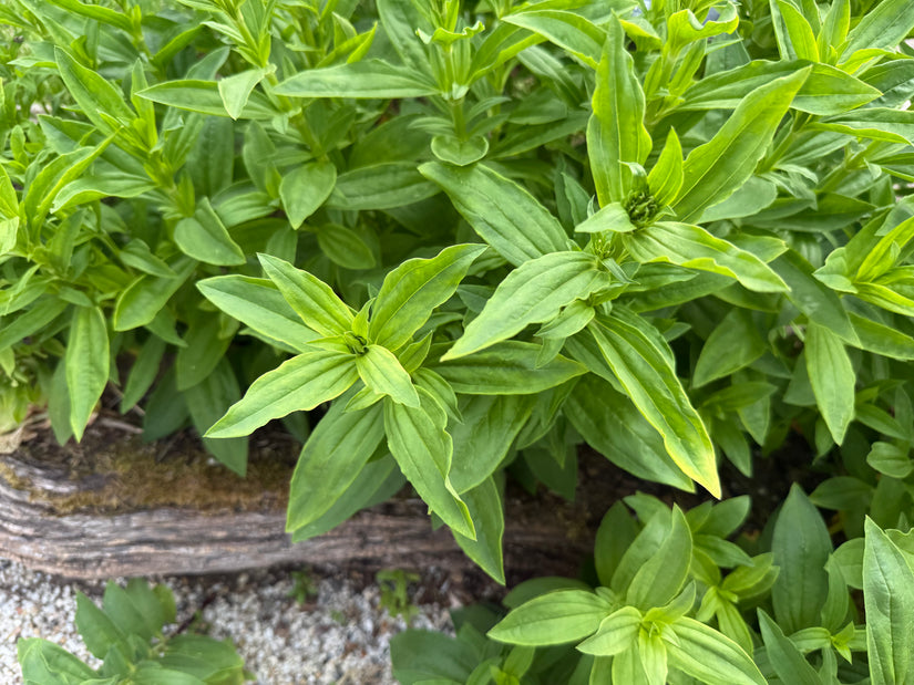Zeepkruid - Saponaria officinalis
