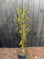 Meloenboompje - Chimonanthus praecox (Winterzoet)