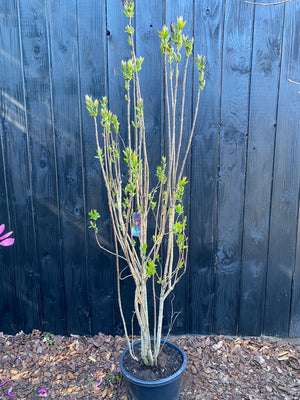 175-200 cm, C25
