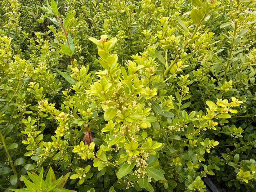 Japanse hulst - Ilex crenata 'Caroline Upright'