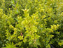 Japanse hulst - Ilex crenata 'Caroline Upright'