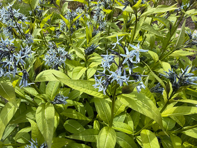 Biologisch Blauwe ster - Amsonia 'Blue Ice'