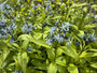 Biologisch Blauwe ster - Amsonia 'Blue Ice'