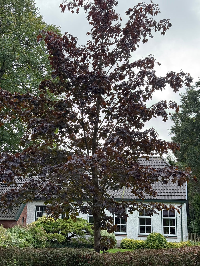 Roodbladige Noorse esdoorn - Acer platanoides 'Royal Red' Hoogstam boom
