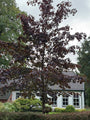 Roodbladige Noorse esdoorn - Acer platanoides 'Royal Red' Hoogstam boom