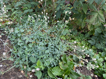 Blaassilene - Silene vulgaris