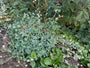 Blaassilene - Silene vulgaris
