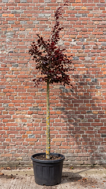 Rode beuk (Hoogstam) - Fagus sylvatica 'Atropunicea'