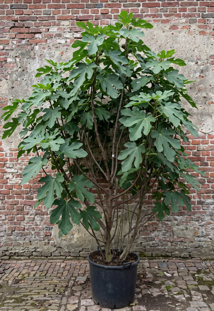 Vijgenboom 'Brogiotto Nero' (Meerstammig) - Ficus carica 'Brogiotto Nero'