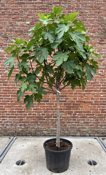 Vijgenboom - Ficus carica 'Brown Turkey'