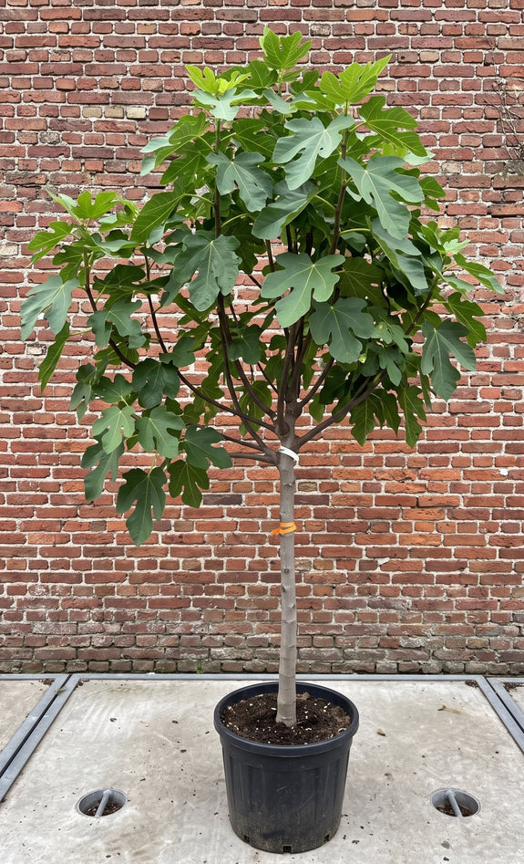 Vijgenboom - Ficus carica 'Brown Turkey'