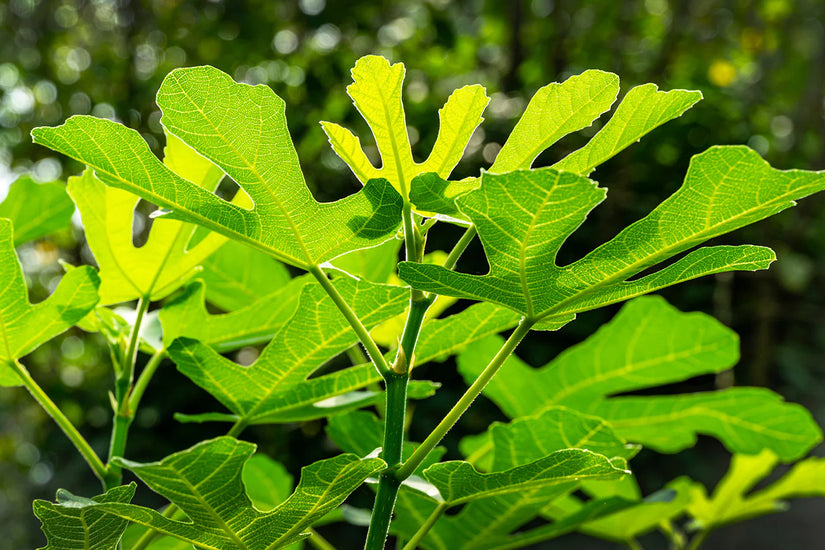 Biologisch Dwergvijg - Ficus carica 'Little Miss Figgy'