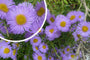 Fijnstraal - Erigeron glaucus 'Sea Breeze'