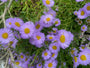 Fijnstraal - Erigeron glaucus 'Sea Breeze'