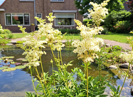 Knolspirea - Filipendula vulgaris