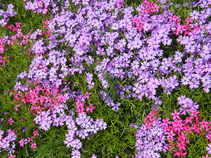 Kruipflox (Hoogte 15 cm, Paars) - Phlox subulata 'Purple Beauty'