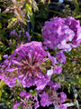 Flox - Phlox maculata 'Alpha'