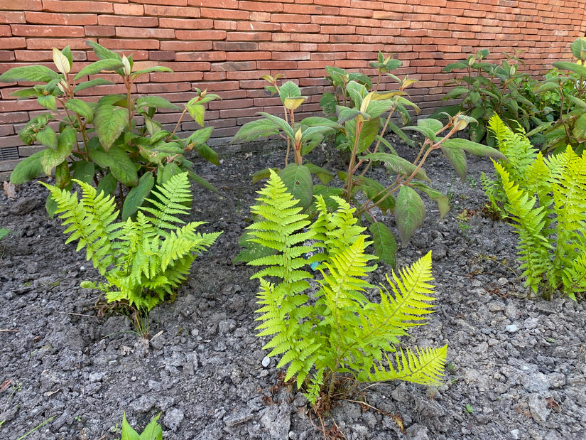 Biologisch Mannetjesvaren - Dryopteris filix-mas