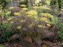 Venkel - Foeniculum vulgare 'Purpureum'