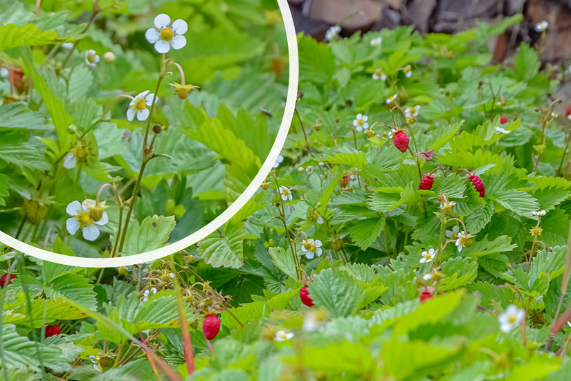 Bosaardbei - Fragaria vesca 'Improved Rügen'