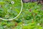 Bosaardbei - Fragaria vesca 'Improved Rügen'