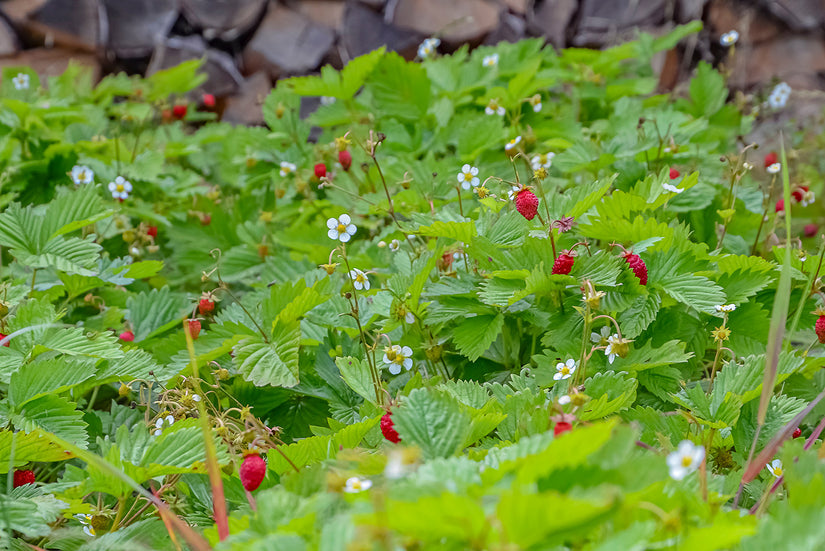 Bosaardbei - Fragaria vesca 'Improved Rügen'