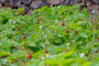 Bosaardbei - Fragaria vesca 'Improved Rügen'