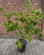 Japanse grootbloemige kornoelje 'Roze' - Cornus kousa 'Satomi'