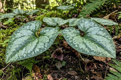 Bonte Mansoor - Asarum splendens