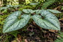 Bonte Mansoor - Asarum splendens