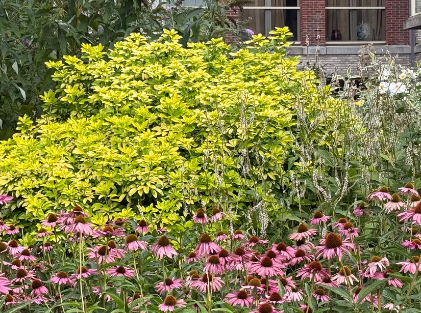 Choisya - Choisya ternata 'Sundance'