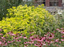Choisya - Choisya ternata 'Sundance'