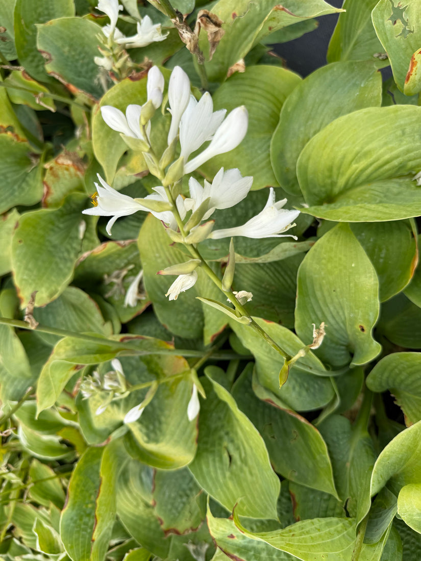 Hartlelie - Hosta sieboldiana 'Elegans'