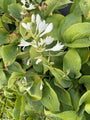 Hartlelie - Hosta sieboldiana 'Elegans'