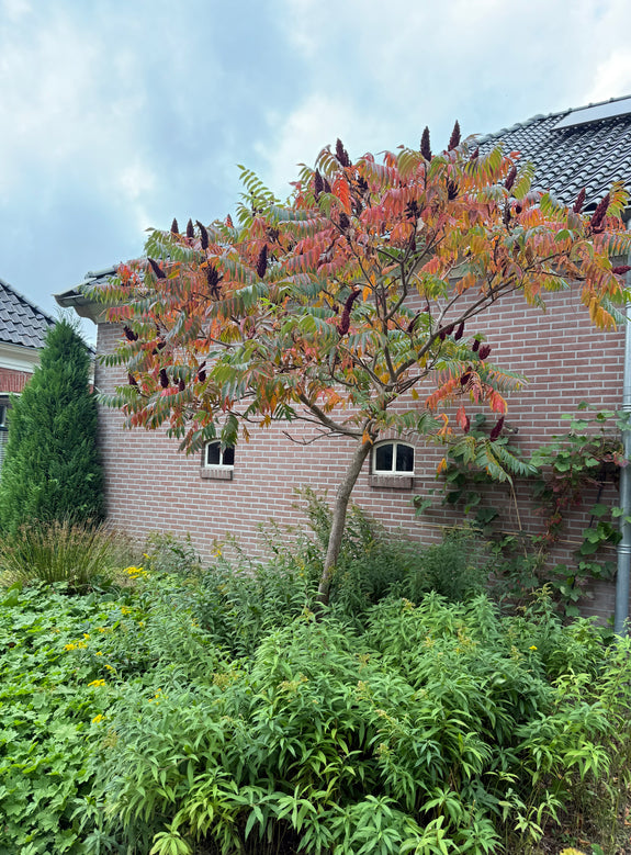 Azijnboom / Fluweelboom (Meerstammig) - Rhus typhina