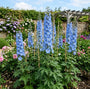 Ridderspoor - Delphinium 'Summer Skies'