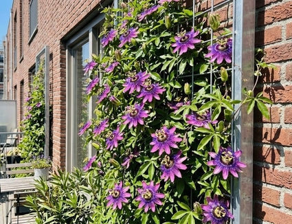 Passiebloem (Paars) - Passiflora 'Amethyst'