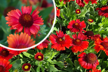 Kokardenbloem - Gaillardia 'Burgunder'