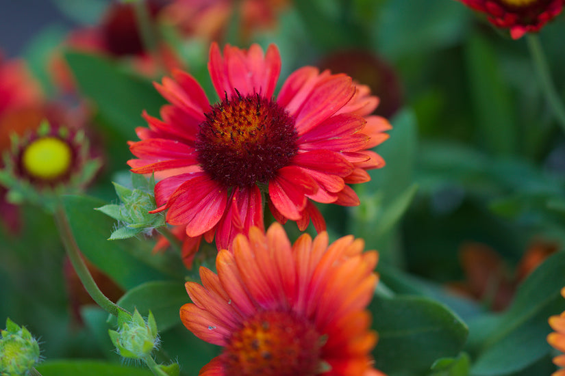 Kokardenbloem - Gaillardia 'Burgunder'