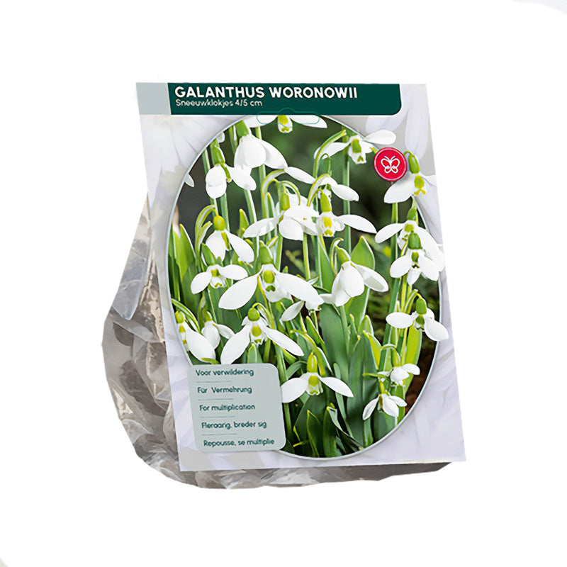 Sneeuwklokje Galanthus Woronowii -  75 bloembollen