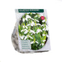 Sneeuwklokje Galanthus Woronowii -  75 bloembollen